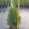 Туя западная Смарагд, 40-60см, С3.