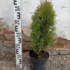 Туя западная Смарагд, 40-60см, С3.