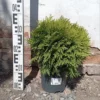 Туя западная Мириам, 30см, D19