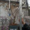 Магнолия Стелатта, 65см, D23