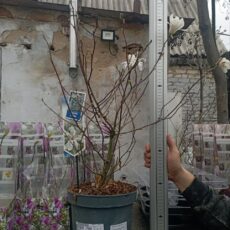 Магнолия Стелатта, 65см, D23