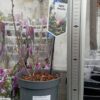 Магнолия Ватерлили, 40см, D17
