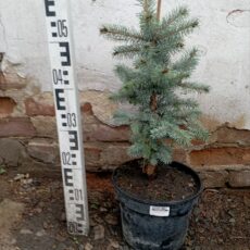 Ель колючая Фат Альберт, 30-50см, С5.