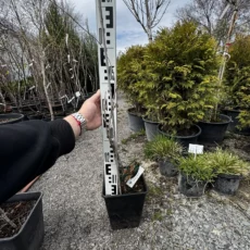 Кампсис укореняющийся Флава, V2