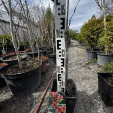 Кампсис укореняющийся Габор, V2