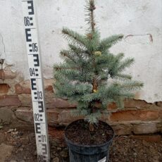 Ель колючая Эдит, 30-50см, С5.