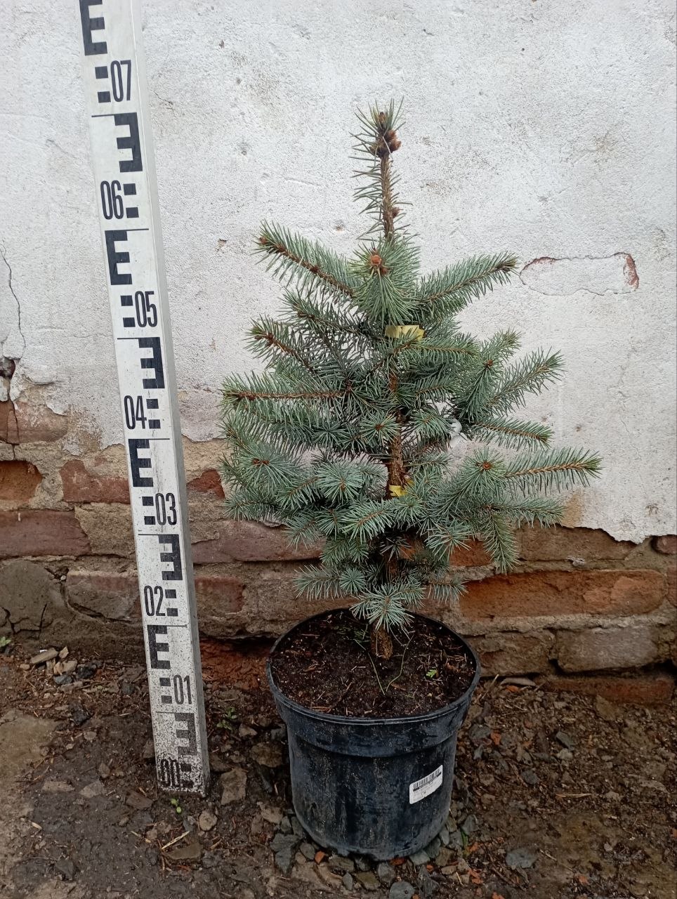 Ель колючая Эдит, 30-50см, С5.