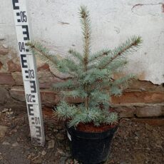 Ель колючая Блю Даймонд, 30-40см, С5-7.5.