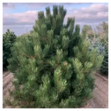 Сосна Черная 200-225см, КОМ,