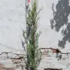 Можжевельник скальный Блю Арроу, 90-100см, С3.